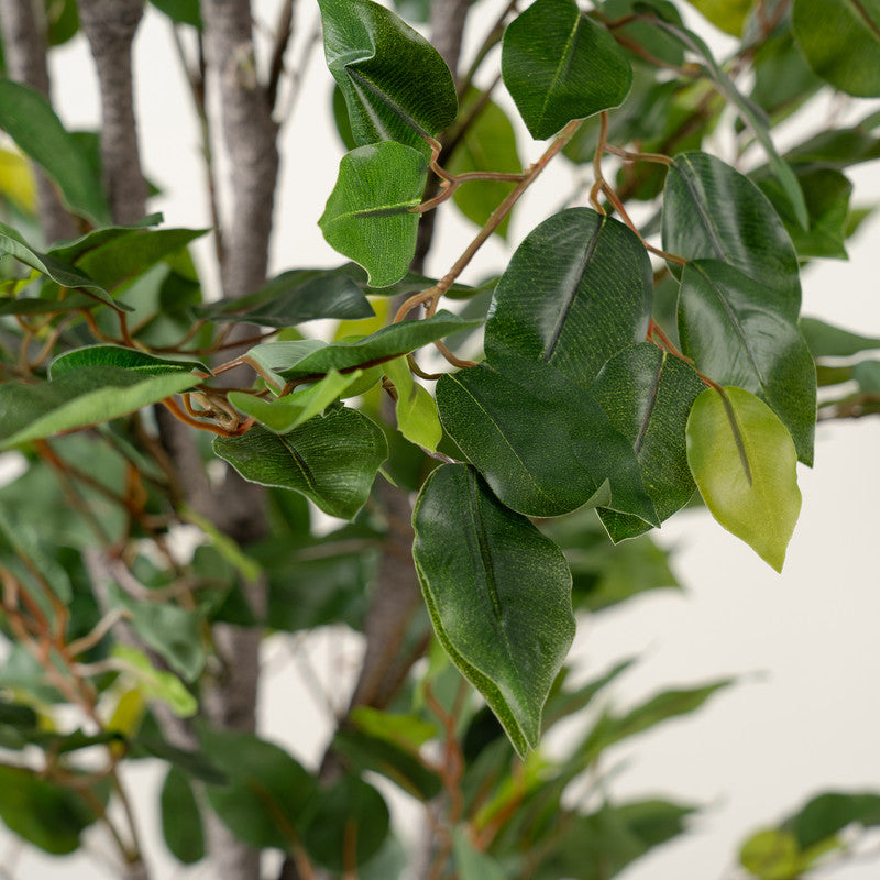 180Cm Real Touch Ficus Tree